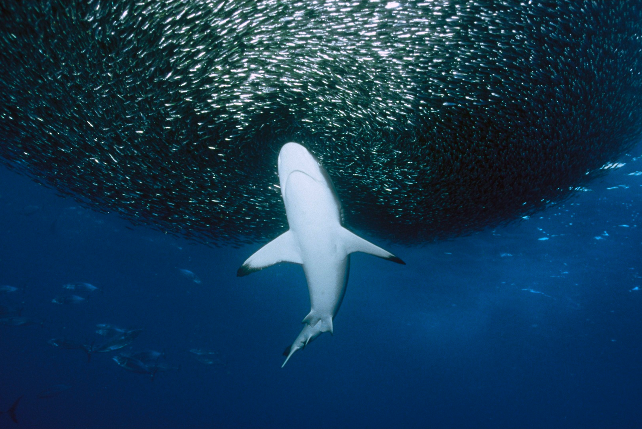 nubbsgalore:  safety in numbers. photos of sharks attacking a sardine bait ball by