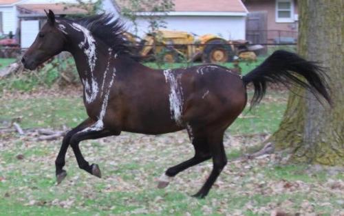 itsdetachable:mango-pup:all-the-horses:DA Remote ControlTriften x DA AddictionPartbred Arabian,