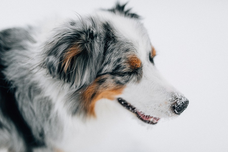 australian shepherd blue merle canon 5d mkiii sigma art 35mm 50mm dogs photography