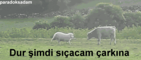 yarismayaisimsizkatiliyorum:  dalgali:  indiacevizi:  aaskdajkkdjlaljşdaljfjlsafjlsaljfa  ay ne güldüm amk :S:D:SA::S::DS::DDS:A::D   Efso olmuşlar skdkdkd