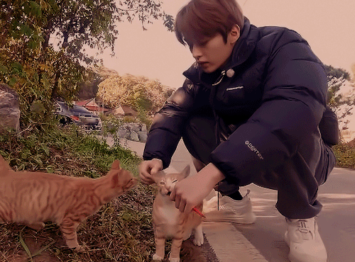 Minho + Cats For @jinniebit