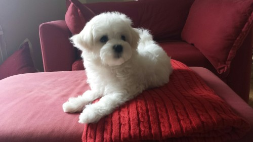 She is now a ten week old fluff.