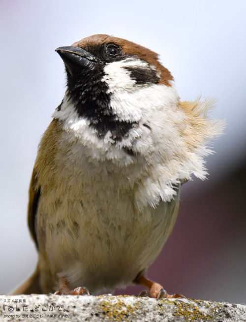 tokyo-sparrows: 風向きがわるい時だって、あるよね。#スズメ #写真 #自然 #動物 #野鳥 #ちゅん活 #風向き #そんな時  #大丈夫小さなあの子の物語#スズメ写真集『あし