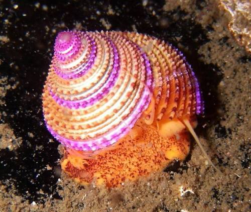 scienceyoucanlove:Jeweled top snail Natural History This snail lives mid-stipe in the kelp, shar