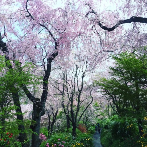 visitkyoto:#桃源郷 #sakura2017 #travelgram #travelogue #travelersnotebook #traveldiary #sakura #kyoto (