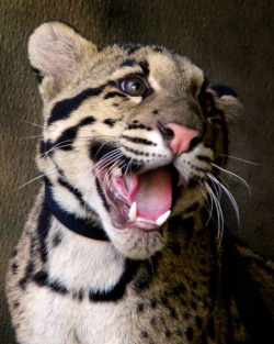 sdzoo:  Happy Haui-san! by Penny Hyde When our animals are happy, we’re happy. 