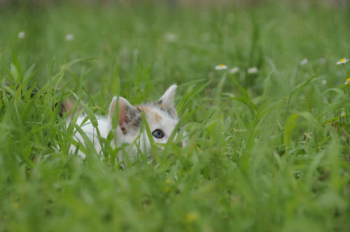 Peek-a-boo kittu (by CaMila H)