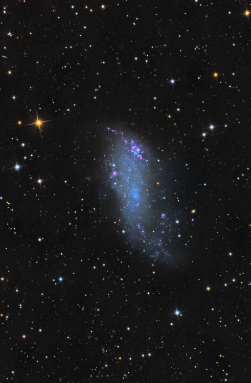 thedemon-hauntedworld: IC 2574: Coddington’s Nebula Dwarf galaxy IC 2574 shows clear evidence 