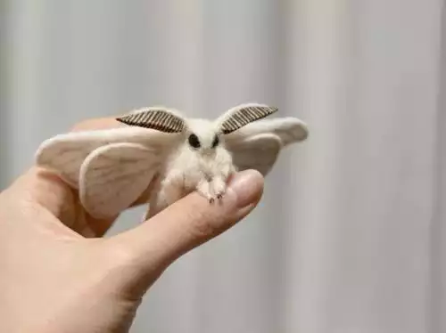 awwww-cute:  Not your typical aww, but I think the Venezuelan poodle moth looks like
