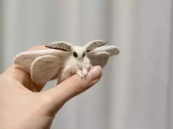 Awwww-Cute:  Not Your Typical Aww, But I Think The Venezuelan Poodle Moth Looks Like