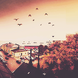 swoggy-blog:   harry’s prettiest picturestagram  