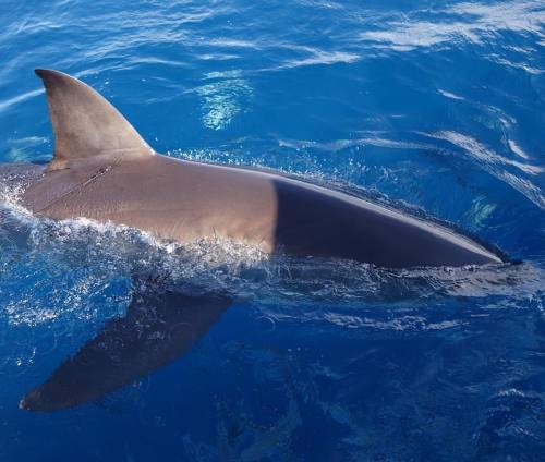 This photo was taken on Wednesday’s charter. This week the shark activity has been really good