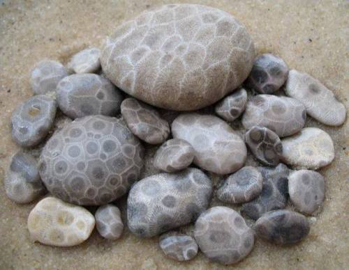 Petoskey PileWe’ve covered a few Petoskey stones recently (http://tinyurl.com/o4a75km, http://tinyur