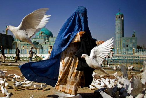   Feeding the doves at the shrine of hazrat ali in mazar-i-sharif. revered by muslims as the to