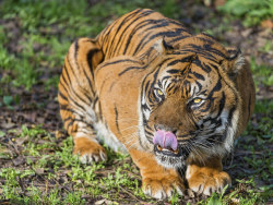 bigcatkingdom:  The nice male Sumatran tiger