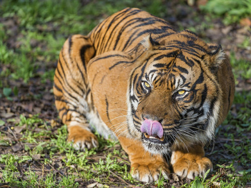 Sex bigcatkingdom:  The nice male Sumatran tiger pictures