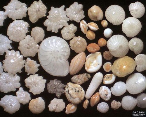 Dip into the past with ForaminiferaThese little shell-shaped beauties are Foraminifera under a micro