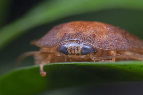 onenicebugperday:Cockroaches and nymphs in the genus Pseudophoraspis Found in Southeast AsiaPho