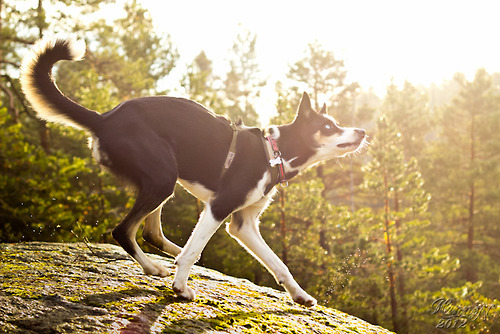 bernesemountaingoat: Mana in the sun by hannord