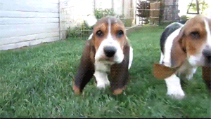hounddogsrunning:  HIIIIYEEEE!!! 