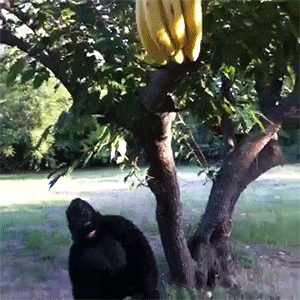 sizvideos:  Video
