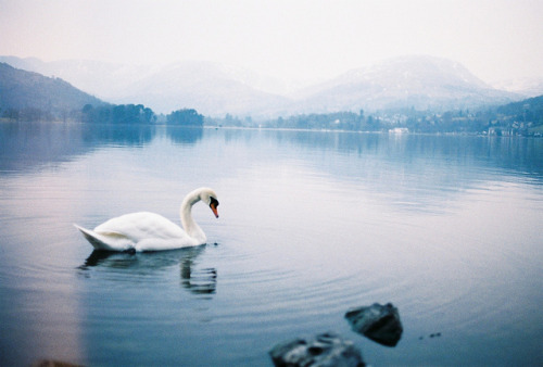 adorus:  untitled by rosa joy on Flickr. 