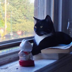 premierbonheur:  SKULLO hates that solar powered maneki neko and loves sleeping on Zora Neale Hurston and James Joyce