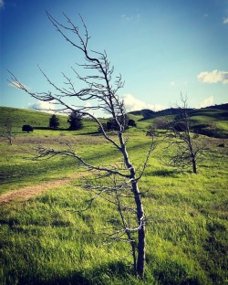 #leaningtreesisters #treeswithoutleaves #eastcounty