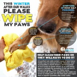 untitled87121:  winter walk dog safety!  please wipe your pups paws after taking them on a winter walk. un-purified rock salts contain traces of heavy metals such as mercury and lead. however, most municipalities in north america use ferrocyanide  (a