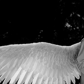 “[Aziraphale’s And Crowley’s Wings] Were Created For Season 1, But We Redid Them As They Needed