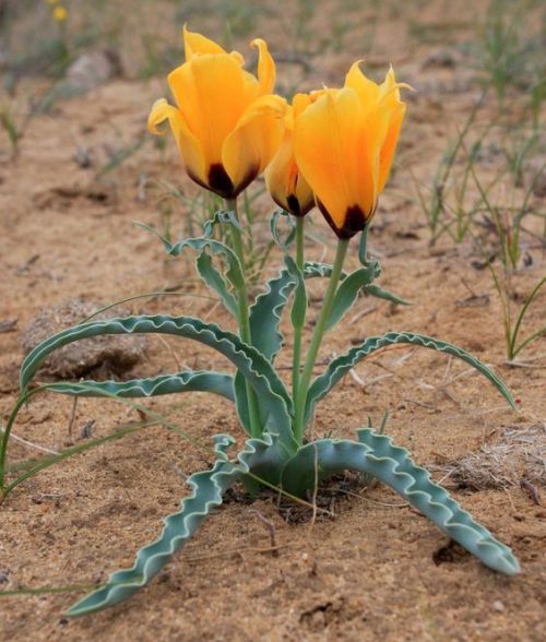 Tulipa borszczowii Regel - Kazakhstan