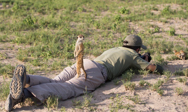 seaofuncertaintea:  Baby meerkats in Botswana  HNNNG &lt;3