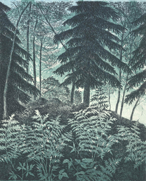In the Hide of Spruces  -  Inari Krohn, 2006.Finnish,b.1945-Line etching, watercolor, Chine-collé30 