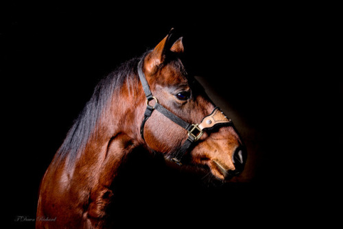 horse photography