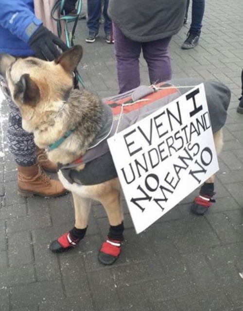 Porn seedy:  a collection of protesting puppers photos