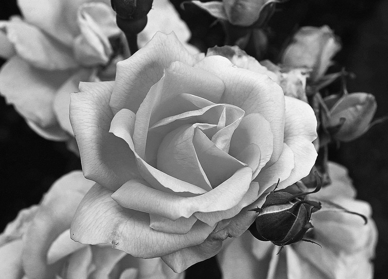 wish7master: 🌹  