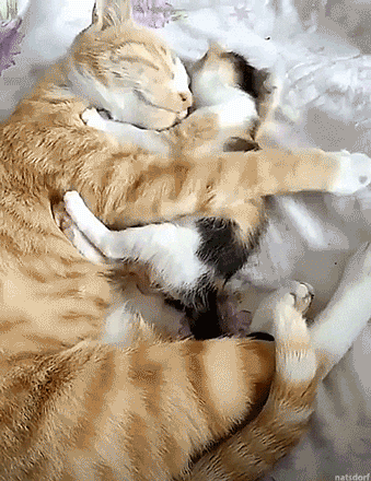 snarkymonkeyprime: petermorwood:  thenatsdorf: Nothing better than a hug from mama. Awww, cute….  @s