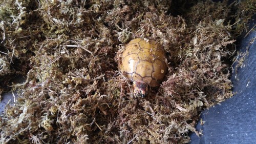 Gave Hippy’s home a misting and he emerged, as soon as he spotted me he started to turn back a