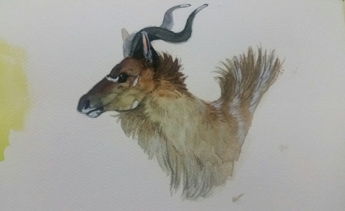 My favorite Bovid, the greater kudu ;w; ♡