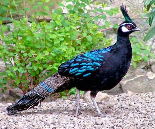 photographicreference:Palawan Peacock-Pheasant