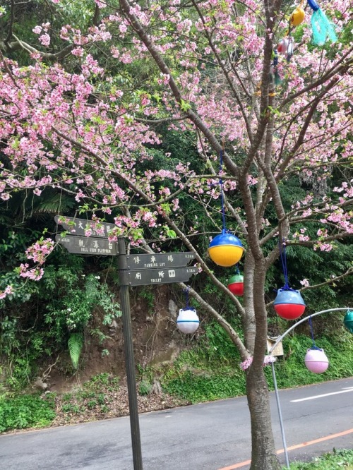 It’s cherry blossom season! | Yangmingshan in Taipei City, Taiwan