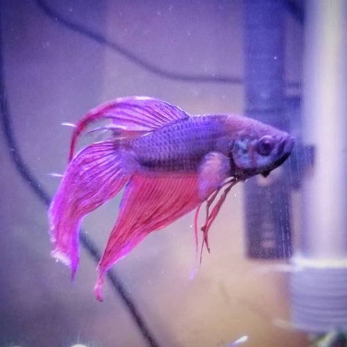 renniequeer:I hope y'all are ready for an unholy number of photos of this dude....#fish #fishkeeping