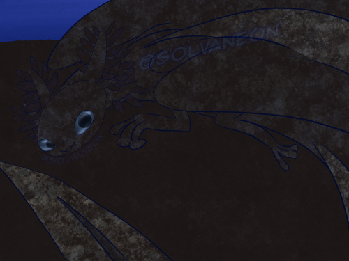 I Made A Nightfury Subspecies Thing Heavily Based On Wildtype Axolotls (and Also Gechos (I Love Them