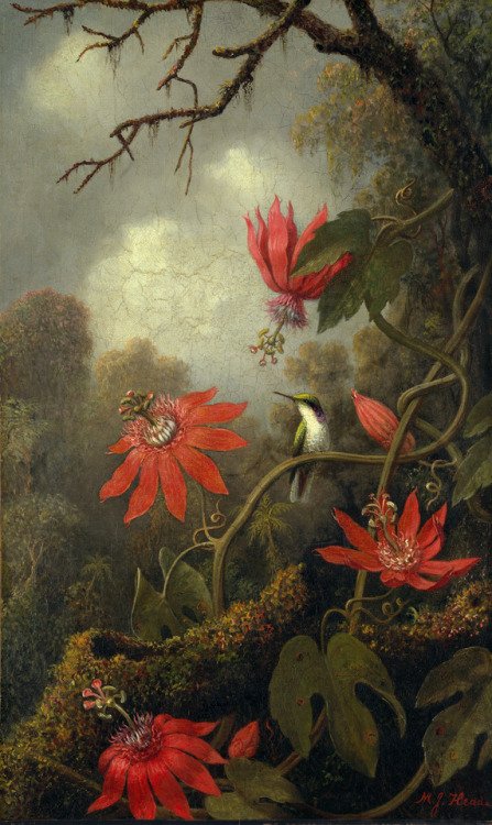 spoutziki-art:  Martin Johnson Heade - Hummingbird and Passionflowers, c.1875-85
