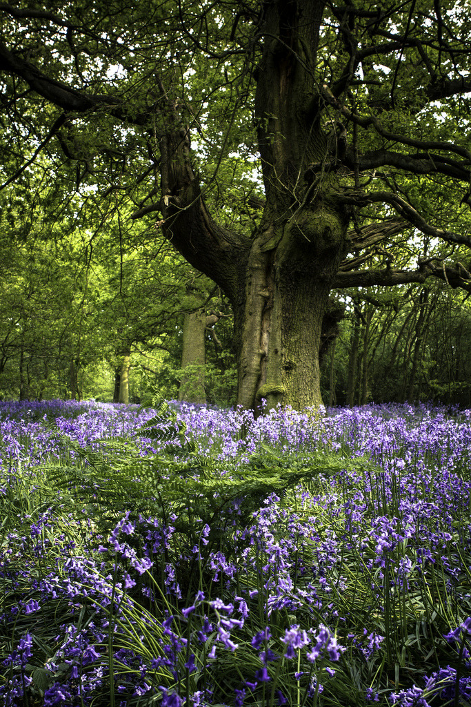 wanderthewood: “ Bluebell wood in Beverley, Yorkshire, England by Sarich10 ”