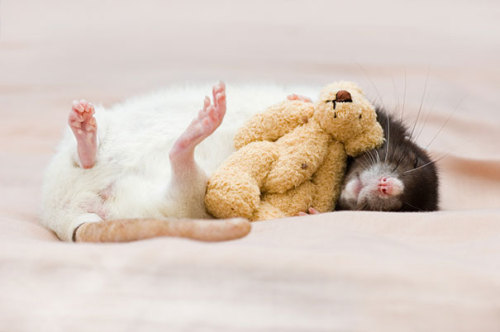 sixpenceee:Hello friends. Here are some pictures of rats cuddling with teddy bears if you’re having 