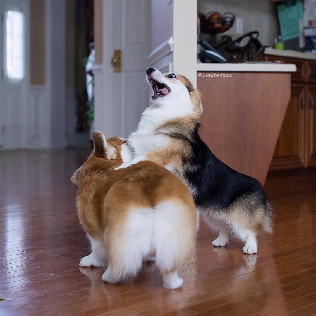 drewbertcorgi:
“ THIS. IS. SPARTA!
Holy guacamole, will you look at her face. Can this girl be any more extra?
#Drewbert #Buttbert #ItsMonaTime #ToAttack #corgi #rumpday
”