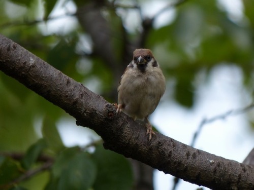 スズメ　Eurasian tree sparrowTown Sparrow ～ 街のすずめ　ArchiveTown Birds ～ 街の鳥  Archive