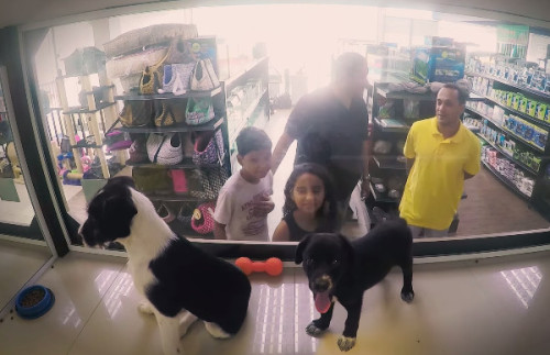 Experimento social: Pusieron animales de una protectora en una vitrina de una tienda, ¿adivinas qué 