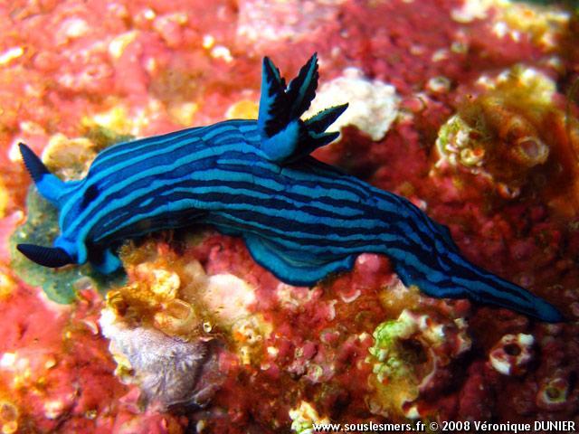 ainawgsd:Rainbow of Sea Slugs-Blue